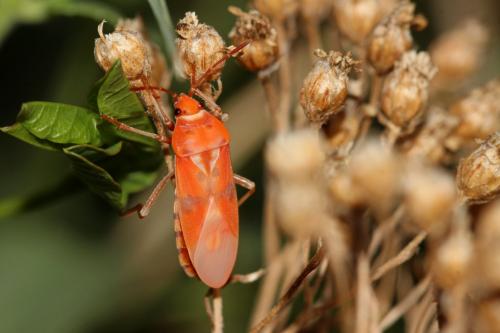 Réf. 241 152 : Lygaeus equestris
